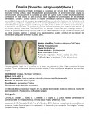 Condúa (Gonolobus tetragonus(Vell)Deene.)