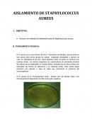 Aislamiento de Staphylococcus Aureus