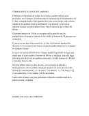 Terminos en el juicio de amparo