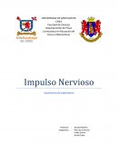 Informe impulso nervioso