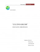 INNOVACIÓN: HIDROPÓNICOS.