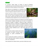 En conclusión, nuestro equipo ha tomado en cuenta las diferentes modificaciones que la mano del hombre ha puesto en las áreas verdes, que en este caso son la Selva Lacandona y el Rio Amazonas.