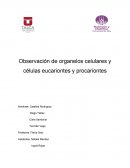 Observación de organelos celulares y células eucariontes y procariontes