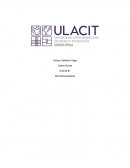 Primer avance microprocesadores