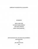 CAMPEONATO DE FUTBOL