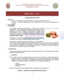 INFORME MODELO_HOT DOG