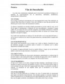 Vías de Inoculación