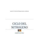 Ciclo del nitrogeno.