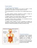 El aparato digestivo. Generalidades del aparato digestivo