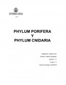 PHYLUM PORIFERA Y PHYLUM CNIDARIA