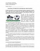 Caso Puma, el triunfo de la estrategia por sobre la táctica