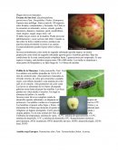 Plagas claves en manzano