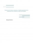 Estructura de la fibra de cromatina y el modelo plectonémico de la condensación del cromosoma en células de Drosophila.