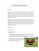 Nic 41 - actividad ganadera