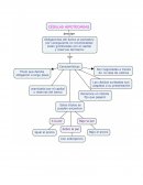 CEDULAS HIPOTECARIAS.