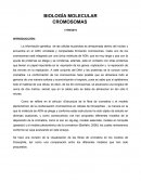BIOLOGÍA MOLECULAR. CROMOSOMAS