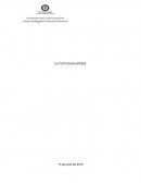 La homosexualidad. ¿Es una enfermedad?