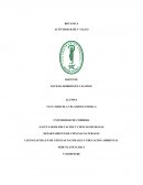 Morfologia externas de la raiz y tallo