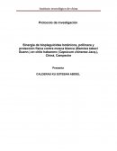 CALDERAS KU ESTEBAN ABDIEL