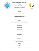 ELABORACIÓN DE VEGETALES EN CONSERVA