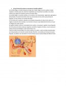 ¿En qué Parte Del cerebro se encuentra el sentido auditivo?