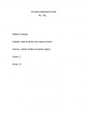 Análisis: viaje al interior del cuerpo humano