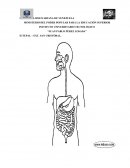 El Sistema Digestivo Y Sus Partes