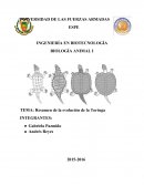Resumen de la evolución de la Tortuga