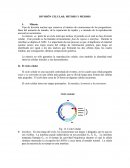 DIVISIÓN CELULAR: MITOSIS Y MEIOSIS
