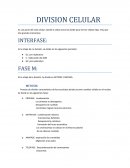 DIVISION CELULAR