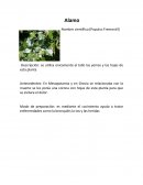 Antecedentes: En Mesopotamia y en Grecia se relacionaba con la muerte se les ponía una corona con hojas de esta planta para que se evitara el dolor.