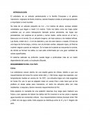 El arándano es un arbusto perteneciente a la familia Ericaceae y al género Vaccinium