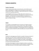 Pandas Gigantes