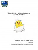 Efecto de la luz y de la temperatura en la incubación de un huevo.
