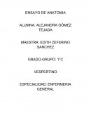 Ensayo de anatomía. ESPECIALIDAD: ENFERMERIA GENERAL