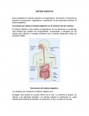 SISTEMA DIGESTIVO. Estructuras. Funciones