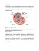 La celula. Las células son las unidades más pequeñas de entre los elementos que forman a los seres vivos.