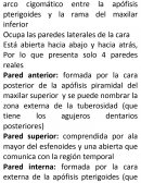 FOSAS,COLUMNAS Y VERTEBRAS