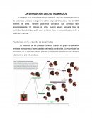 LA EVOLUCIÓN DE LOS HOMÍNIDOS