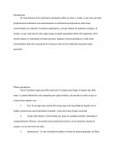 Planos quirúrgicos.