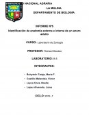 Identificación de anatomía externa e interna de un anuro adulto