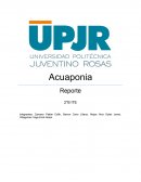 Acuaponia. Búsqueda de un sistema de cultivo capaz de imitar ciertos ciclos de la naturaleza