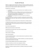 El Tejido epitelial.