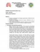 Describir los principales las principales características y diferencias de los pulmones y bronquios..