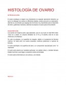 Histologia de ovario