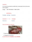 Resumen de Introduccion a la anatomia.