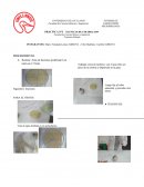 PRACTICA DE TECNICAS DE COLORACION