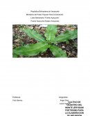 Proyecto de 5to años.