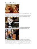 La idea de negocio. Cafetería para perros