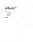 Neurona sinapsis y neurotransmisores.